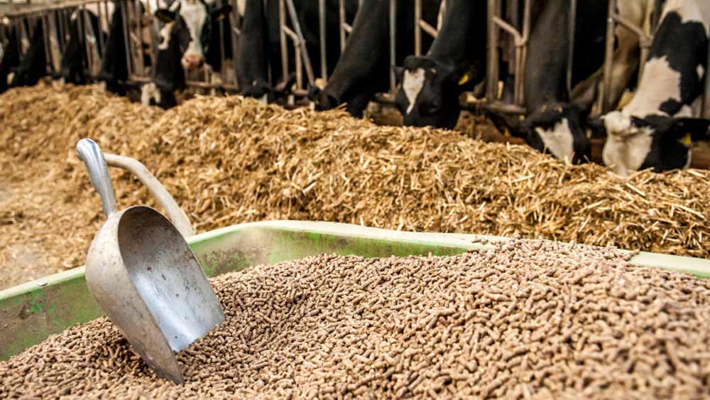 গরু-ছাগল, হাঁস-মুরগি, শুয়োর এমনকি ঘোড়ার খাবারের চাহিদাও কম নয়। এর বাজার ধরতে চারার ব্যবসাও শুরু করতে পারেন।