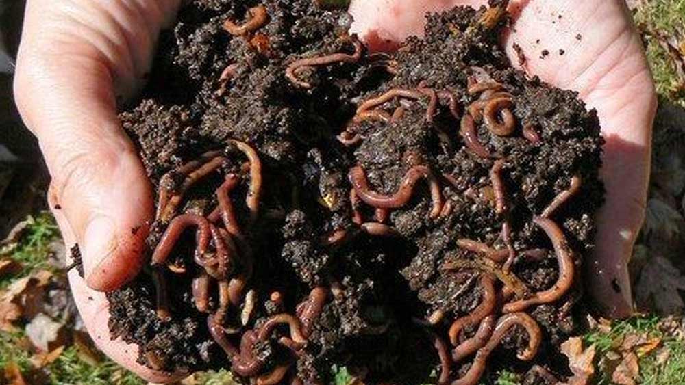 কম পুঁজিতে ব্যবসা শুরু করতে চান? কখনও জৈব সার বিক্রির কথা ভেবেছেন? দেশ জুড়েই এই চাহিদা কম নয়। উৎপাদনের সঠিক বন্দোবস্ত করে এ নিয়ে নিজের সংস্থা খুলতে পারেন।