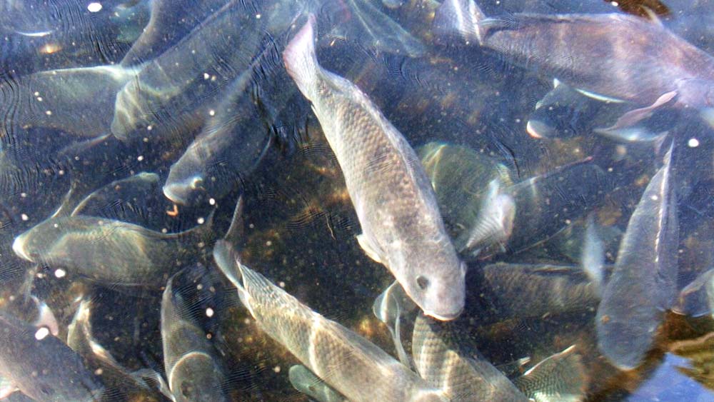 বছরের যে কোনও মরসুমেই লাভজনক ব্যবসার হতে পারে মাছচাষ। ভেড়ি তৈরি করে তাতে নানা প্রজাতির মাছের চাষে মুনাফাও কম নয়। পাশাপাশি, এতে খরচও বিশেষ নেই।  