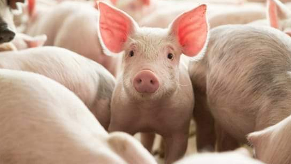 নিজের জমিজায়গা রয়েছে? তবে তাতে শুয়োরের খামার গড়ে তুলতে পারেন। পোর্ক বা শুয়োরের মাংসের চাহিদা বছরভর থাকে। পাশাপাশি, এতে বিশেষ যন্ত্রপাতিও প্রয়োজন হয় না। মুনাফাও কম নয়।