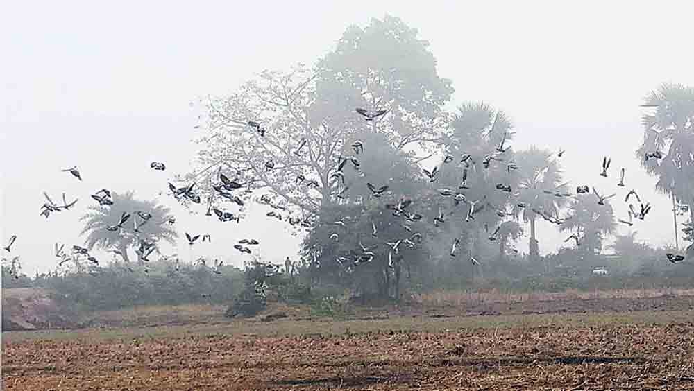 শীতের সকালে পাখিদের ভিড়। ডোমকলে।