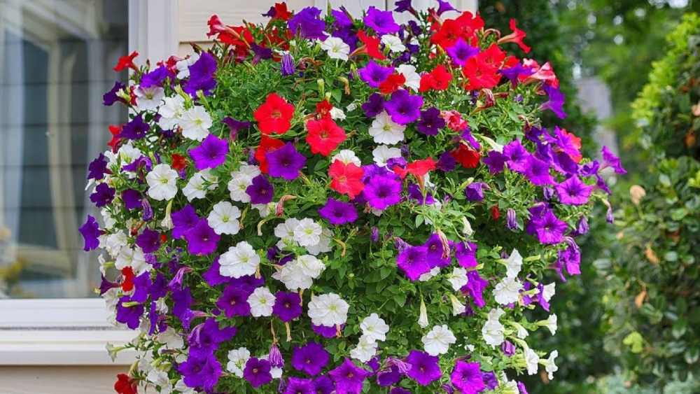 নানা রঙের এক ঝাঁক পেটুনিয়া আপনার বারান্দা বা ছাদের ধারকে আকর্ষণীয় করে তুলবে
