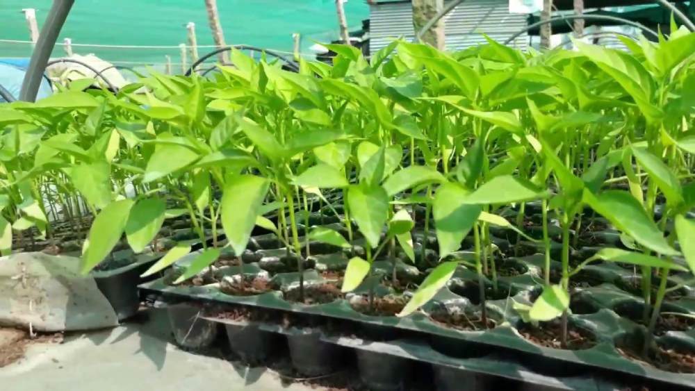 কলকাতার অন্যতম বড় নার্সারি রয়েছে সল্টলেকে