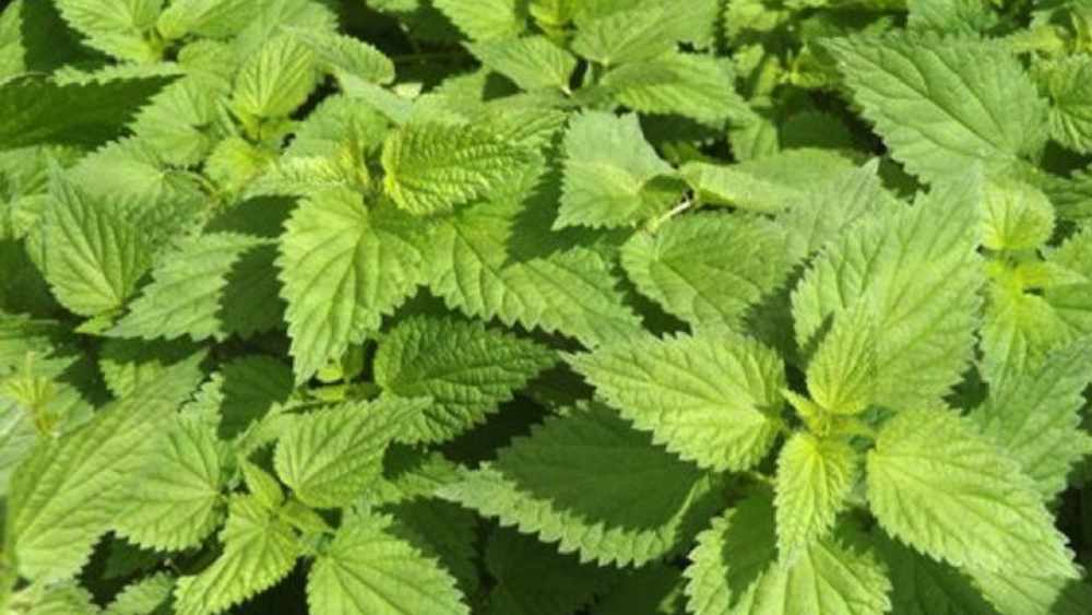 রেচেলের এই জলে অ্যালার্জির অসুখের একটি নাম আছে— অ্যাকোয়াজেনিক আর্টিসারিয়া। 