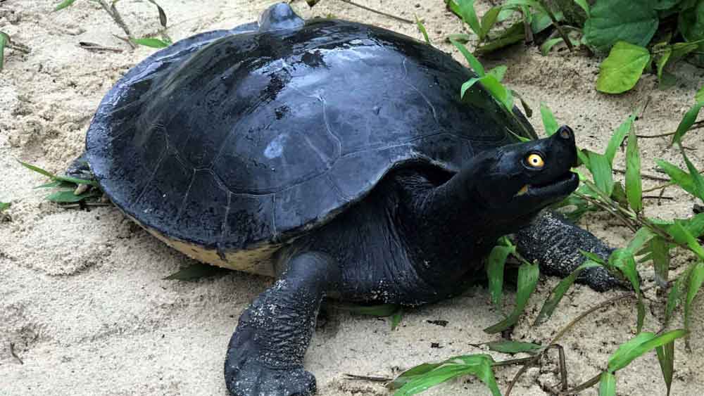 Batagur tortoises return to natural habitat of Sundarbans dgtld