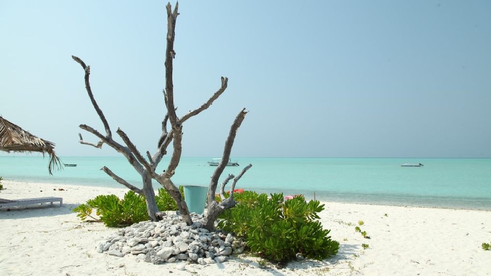 বাঙ্গারাম।