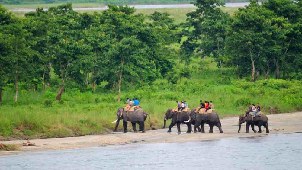 ডুয়ার্সে কি আবার দেখা যাবে এই ছবি?