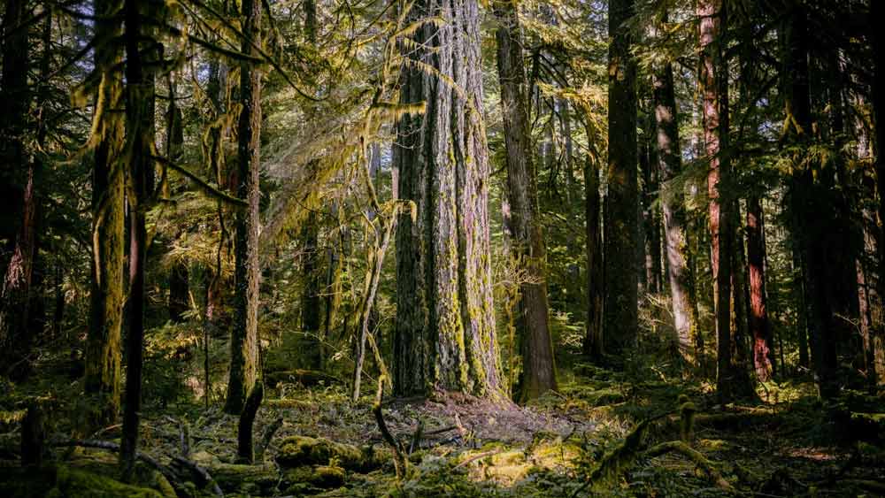 তা খুঁজতে গিয়ে তিনি ঘুরে বেড়ান পৃথিবীর বিভিন্ন শতাব্দীপ্রাচীন জঙ্গলে। বোঝার চেষ্টা করেন কী ভাবে বিশ্ব উষ্ণায়ন প্রাচীন গাছগুলির ক্ষতি করছে।