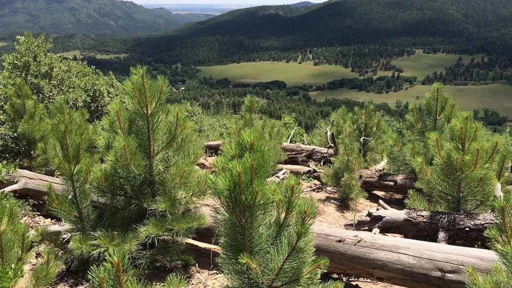 তিনি জানিয়েছেন, ২০০৬ থেকে ২০০৭ সালের মধ্যে উত্তর-পশ্চিম আমেরিকা এবং কলম্বিয়ায় প্রায় ৮০ শতাংশ প্রাচীন গাছ মারা গিয়েছে।