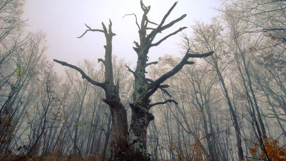 তাঁর কথায়, যে ভাবে দ্রুতহারে এই বিশালাকার প্রাচীন গাছগুলি মারা যাচ্ছে, তা যথেষ্ট চিন্তার বিষয়। এই ধরনের গাছের জিন-বিজ্ঞান সম্পর্কে আমাদের জ্ঞানের অভাব রয়েছে।