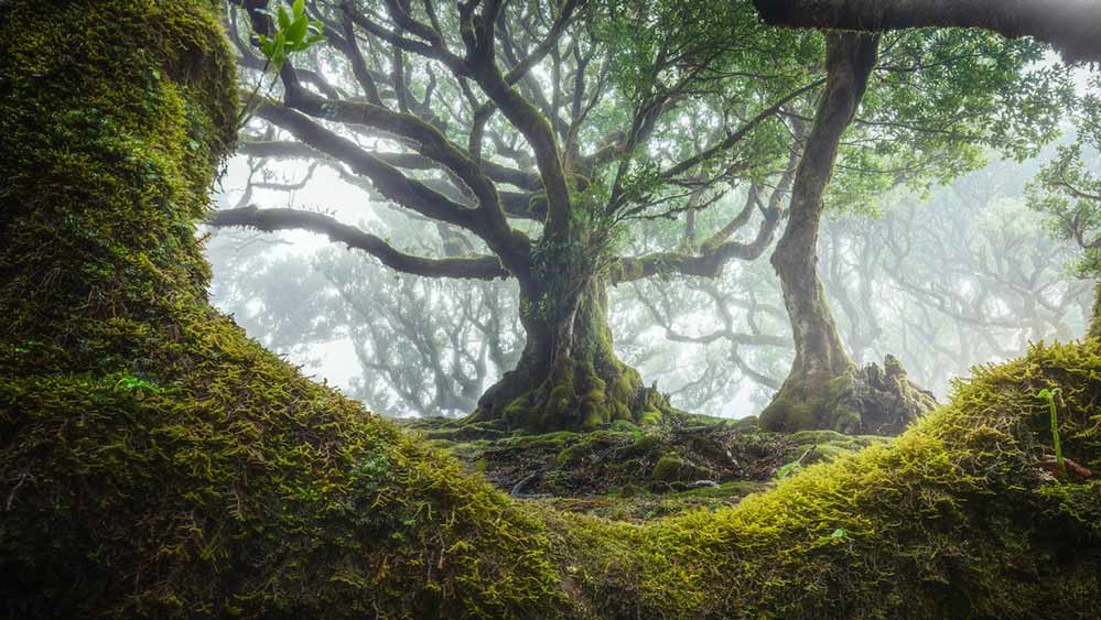 গত কয়েক বছর ধরে বিজ্ঞানীরা এই বৃহৎ গাছগুলির জিন বিজ্ঞান নিয়ে চর্চা করছেন। তাতে একটি বিষয়ে তাঁরা সিদ্ধান্তে এসেছেন, গাছগুলি পৃথিবীর বনাঞ্চলের ভবিষ্যতের ক্ষেত্রে গুরুত্বপূর্ণ ভূমিকা পালন করে।