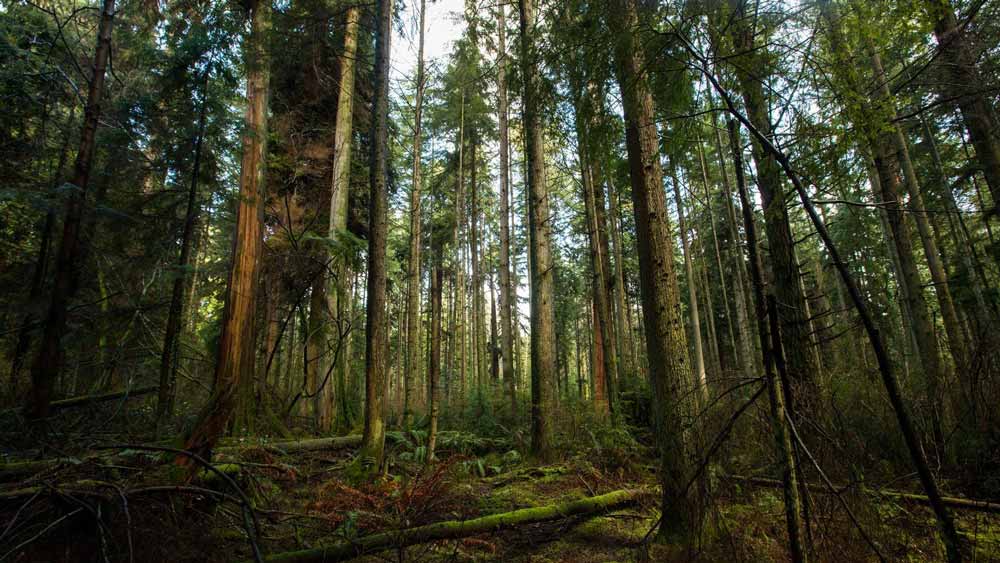 বনাঞ্চলগুলি কী ভাবে জলবায়ু পরিবর্তনের মোকাবিলা করছে, তা তাঁরা খতিয়ে দেখছেন। যেখানে গরম এবং আর্দ্রতা সমান ভাবে রয়েছে, সেখানে কিছুটা হলেও ভাল অবস্থানে রয়েছে বনাঞ্চলগুলি। কিন্তু যেখানে গরম এবং খরা, সেখানে ক্রমবর্ধমান সংখ্যায় মারা যাচ্ছে প্রাচীন গাছগুলি।