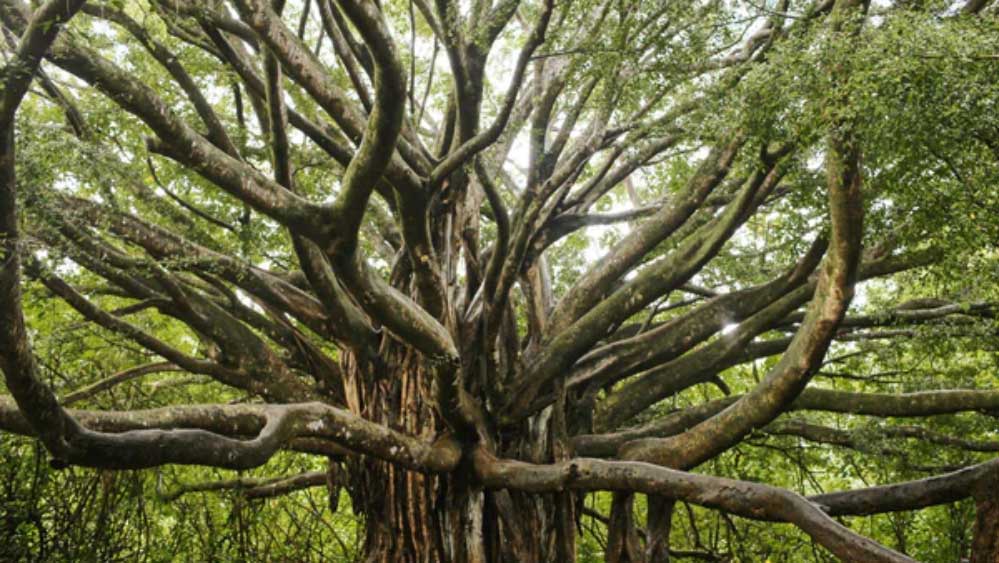 জলবায়ু পরিবর্তনের কারণে বৃহৎ এবং প্রাচীন গাছগুলি কেন সঙ্কটে? তার কারণ হিসাবে গবেষকরা মনে করছেন, বেঁচে থাকতে তাদের দরকার প্রচুর জল এবং শক্তির। খরার ফলে তা না পেয়ে গাছগুলি এতটাই দুর্বল হয় পড়ে যে, তারা পোকামাকড়, আগুন এবং রোগের শিকার হয়।