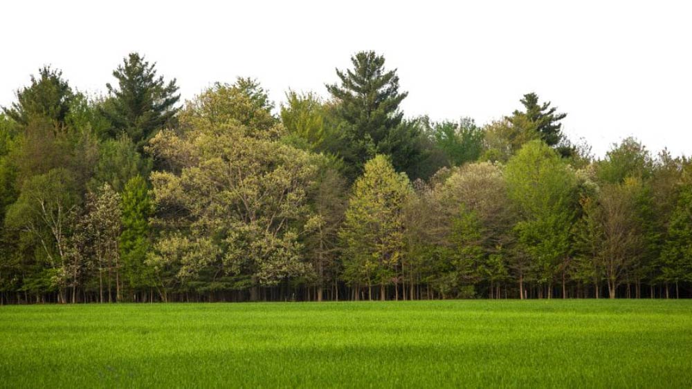 কেন জঙ্গলে এই বৃহৎ এবং প্রাচীন গাছগুলির থাকা প্রয়োজন? কারণ হিসাবে গবেষকরা জানাচ্ছেন, বনাঞ্চলে এক শতাংশ এই ধরনের গাছ থাকলে তা ৫০ শতাংশ কার্বন শুষে নিতে পারে।