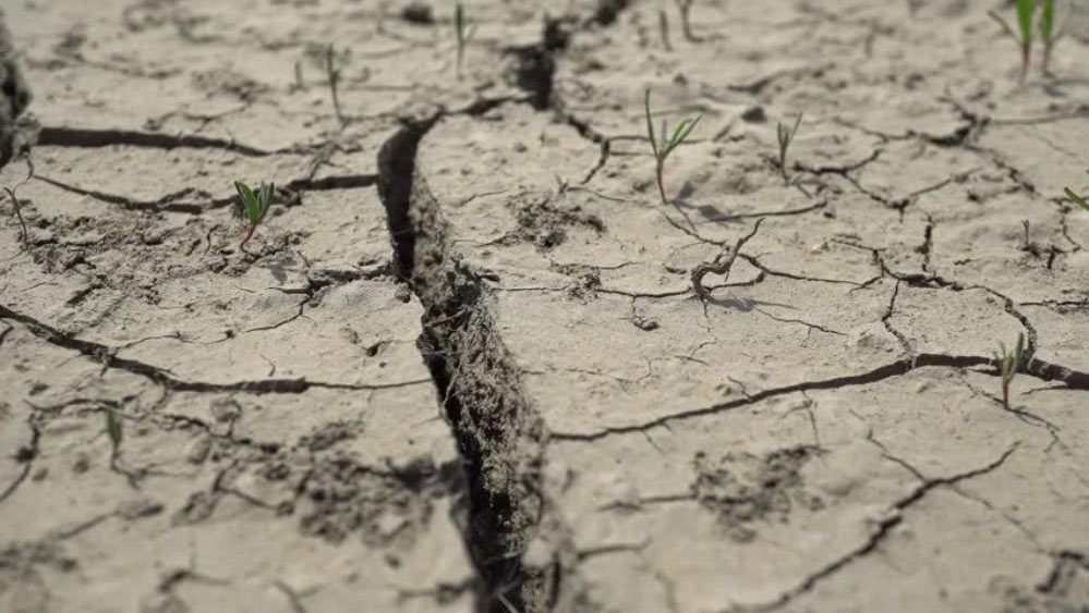গবেষকরা জানাচ্ছেন, নিয়মিত খরা এই সব গাছের পক্ষে ক্ষতিকর। খরার পর পর্যাপ্ত জল পেয়ে ক্ষত সারিয়ে উঠে দাঁড়ানোর আগেই ফের যদি খরা হয়, তখন গাছটির পক্ষে তা আরও বিপজ্জনক হয়ে ওঠে।