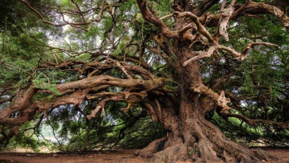 গবেষকদের আশঙ্কা, যে হারে বৃহৎ এবং প্রাচীন গাছের সংখ্যা কমছে, তাতে বনাঞ্চলগুলিতে কম বয়সি গাছের প্রাধান্য দেখা যাচ্ছে। ছোট হয়ে আসছে বনাঞ্চলের আকারও। ফলে জলবায়ু পরিবর্তনের বিরুদ্ধে লড়াইও দুর্বল হয়ে পড়ছে।