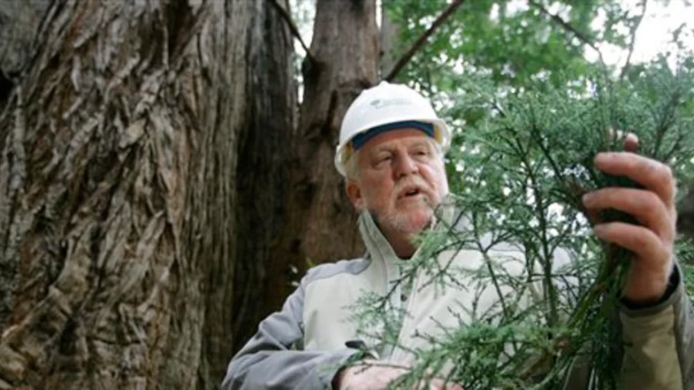 একটি স্বাস্থ্যকর বনাঞ্চলে ওই সংখ্যার এক দশমাংশ গাছ থাকবে। কিছু ক্ষেত্রে প্রয়োজনে সেচের ব্যবস্থা করতে হবে।