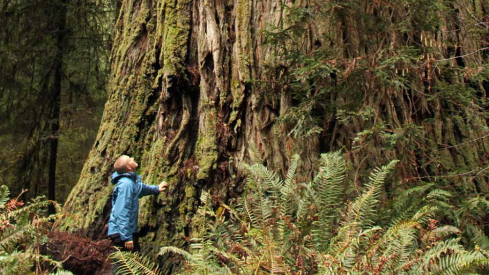 কয়েকটি সংস্থা আবার বিকল্প পদ্ধতি হিসাবে প্রাচীন গাছগুলোর ক্লোন করাও শুরু করেছে। আর্চঅ্যাঞ্জেল ‘অ্যানসিয়েন্ট ট্রি আর্কাইভ’ নামে একটি সংস্থা ৭৫টি প্রাচীন রেডউডের ক্লোন করেছে।