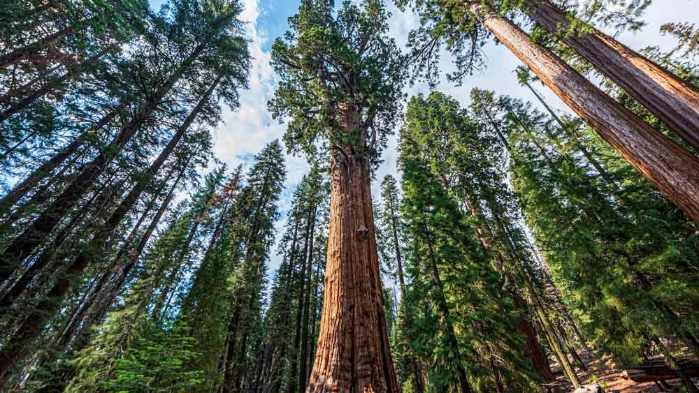 সংস্থাটির যুক্তি হল, ২০০০ বছরের একটি গাছকে অন্যত্র সরিয়ে নিয়ে যাওয়া সম্ভব নয়। কিন্তু জিন প্রযুক্তিতে তার ক্লোন করা সম্ভব। সে রকমই কিছু গাছের ক্লোন থেকে সংস্থাটি নিজেদের গ্রিন হাউজে চারা তৈরি করেছে।