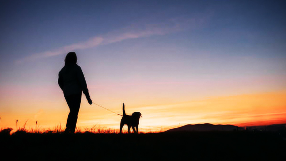 ফ্রান্সেসের খেলা ধরা পড়ে মাস কয়েক আগে। এক দিন কাকভোরে পোষ্যকে নিয়ে ভ্রমণে বেরিয়েছিলেন বৃদ্ধা।