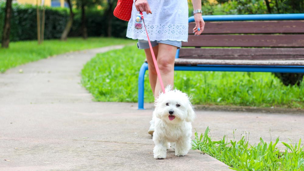 ১৩ বছর ধরে শয্যাশায়ী বৃদ্ধা কি না কুকুর নিয়ে দিব্যি প্রাতর্ভ্রমণে বেরিয়েছেন। দেখে নিজেদের চোখকে বিশ্বাস করতে পারেননি কয়েক জন প্রতিবেশী।