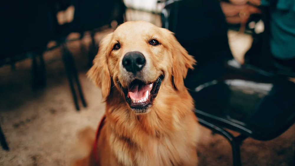 বাড়িতে কুকুর পুষছেন, কিন্তু তাকে ঠিক মতো সময় দিতে পারছেন না? ইটালিতে এই নিয়েও আইন জারি করা হয়েছে। তুরিন এলাকার বাসিন্দারা সারা দিনে অন্তত তিন বার তাঁদের পোষ্য কুকুরকে নিয়ে বাড়ি থেকে বাইরে না বেরোলে ৬৫০ আমেরিকান ডলার (ভারতীয় মুদ্রা অনুযায়ী ৫১,৭১০ টাকা) জরিমানা ধার্য করা হয়।