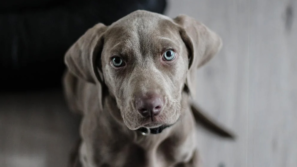 ইটালিতে প্রতি বছর সাড়ে তিন লক্ষ পোষ্যকে উদ্ধার করা হয়। সে দিকে লক্ষ রেখেই এই আইনি পদক্ষেপ করা হয়েছে তুরিনে।