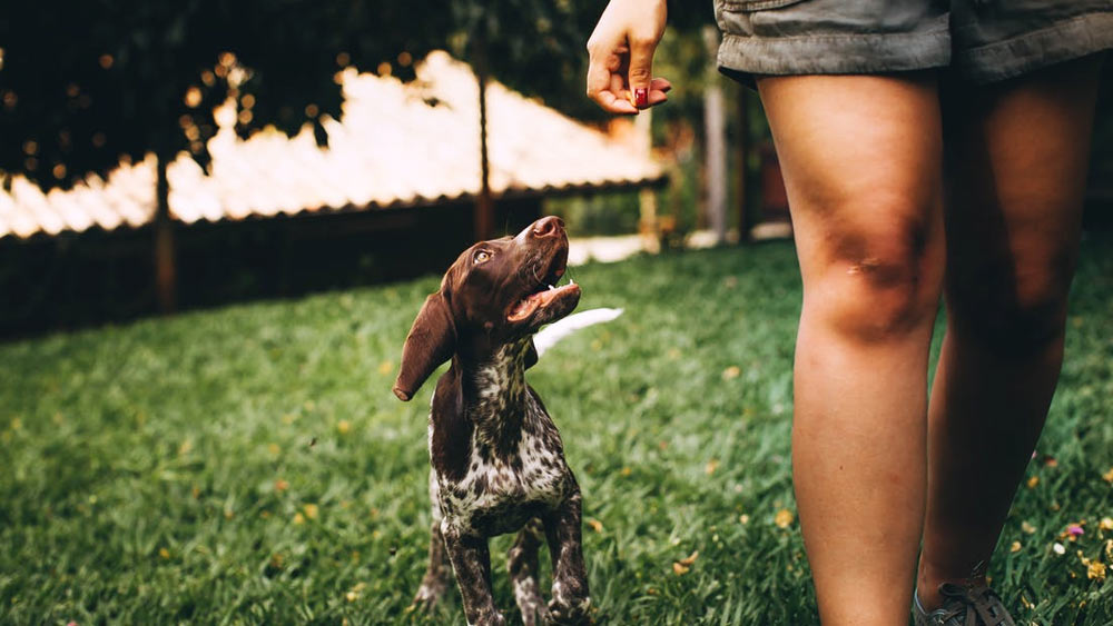 পোষ্যকে নিয়ে রাস্তায় বেরোলেও আইন মেনে চলতে হয়। ক্যাপ্রি দ্বীপপুঞ্জের বাসিন্দারা তাঁদের বাড়ির পোষা কুকুরকে নিয়ে বেরোনোর পর খেয়াল রাখেন, যেন তাঁদের পোষ্য রাস্তায় মলত্যাগ না করে।