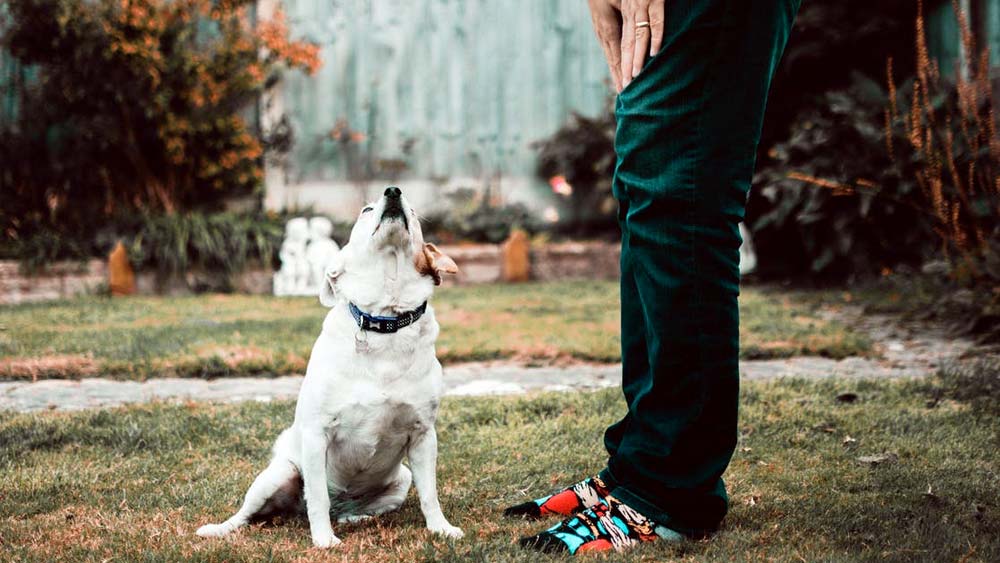 এ রকম ঘটনা ঘটলেও মালিককে তা পরিষ্কার করতে হয়। যদি কেউ এ দায়িত্ব এড়িয়ে যান, তবে সেই মল সংগ্রহ করে তার ডিএনএ পরীক্ষা করা হয়। সেই পরীক্ষায় দোষী ধরা পড়ে এবং আইন ভাঙার জন্য জরিমানা হিসাবে ২৪০ আমেরিকান ডলার (ভারতীয় মুদ্রা অনুযায়ী ১৯ হাজার টাকা) আদায় করা হয়।