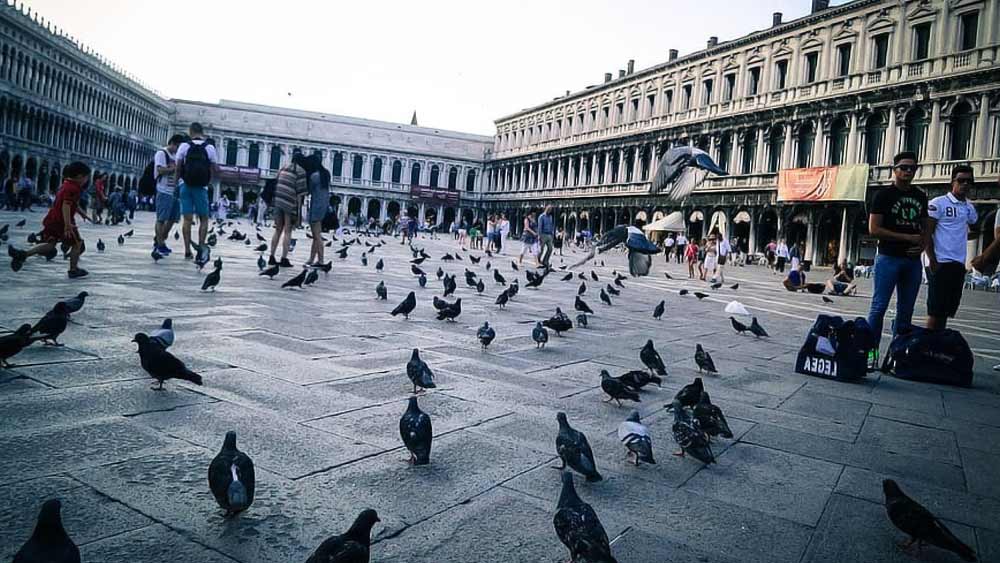 এই কথা মাথায় রেখে ইটালির সরকার ২০০৮ সালে একটি আইন জারি করে। সেই আইন অনুযায়ী, পায়রাদের কেউ কিছু খাওয়ালে তাঁর কাছ থেকে ৭০০ ইউরো পর্যন্ত (ভারতীয় মুদ্রায় ৫৫,৭৬৬ টাকা) জরিমানা আদায় করা হবে।