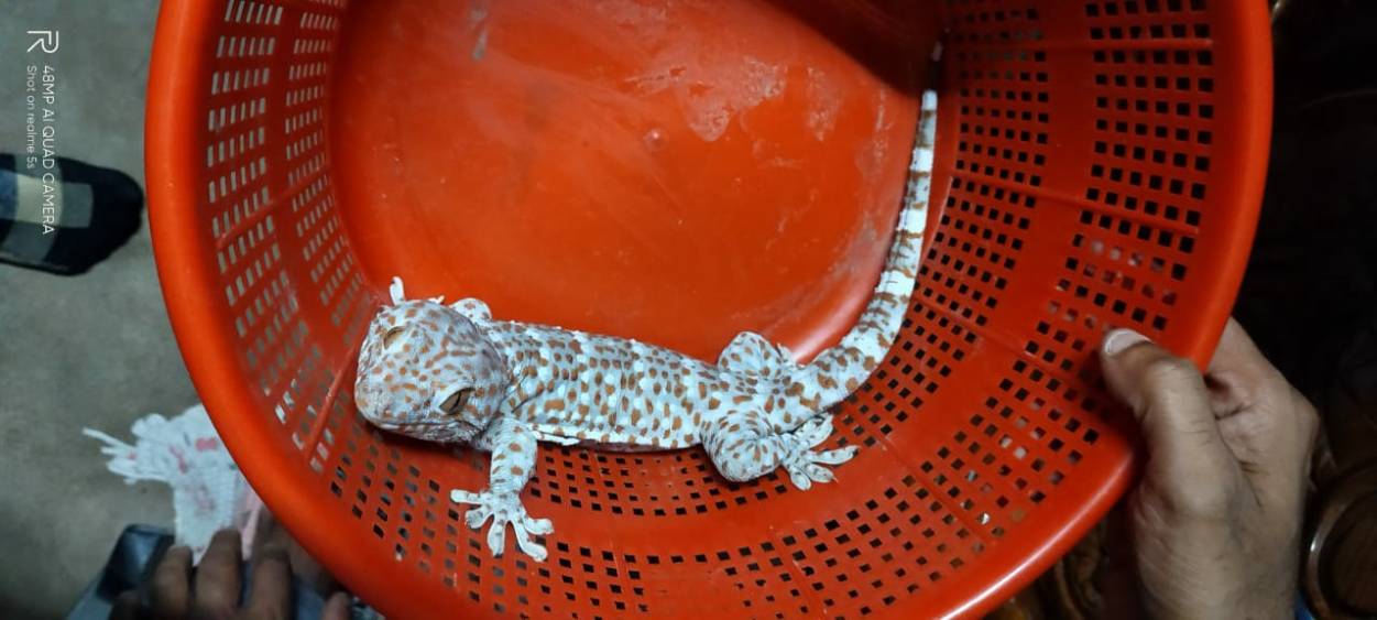 তক্ষক পাচার করতে  গিয়ে হাতেনাতে ধৃত চার পাচারকারী, উদ্ধার বিরল প্রজাতির তক্ষক