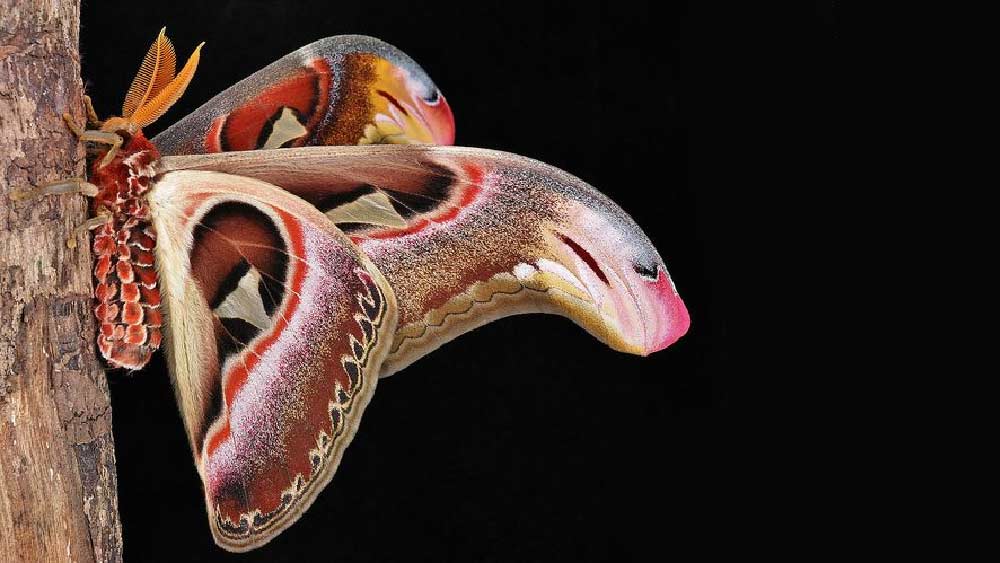 পৃথিবীর বুকে এমন অনেক আশ্চর্য প্রাণী বা উদ্ভিদ রয়েছে যাদের বিষয়ে জানলে মনে হবে এ-ও সম্ভব! পৃথিবীতে এমন পতঙ্গও রয়েছে, যা পৃথিবীর আলো দেখার পাঁচ থেকে সাত দিনের মধ্যেই মারা যায়।