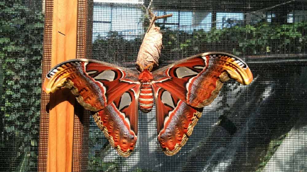 দক্ষিণ-পূর্ব এশিয়ার গ্রীষ্মমণ্ডলীয় জঙ্গল, মালয়েশিয়া, ইন্দোনেশিয়া এবং বোর্নিও দ্বীপপুঞ্জে এই বিশেষ প্রজাপতির দেখা মেলে। এই প্রজাপতির বিশাল আকারের জন্যই গ্রিক পুরাণ মেনে এর নাম দেওয়া হয়েছে অ্যাটলাস।