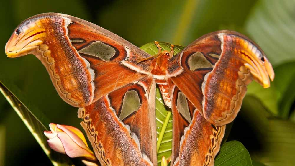 চিনের বেশ কিছু জায়গায় এই বিশেষ প্রজাপতি স্নেকহেড প্রজাপতি নামেও পরিচিত। এই প্রজাপতির ডানার প্রান্তদেশ অবিকল সাপের মাথার মতো দেখতে। আর সেই কারণেই চিনে এর নাম দেওয়া হয়েছে স্নেকহেড।