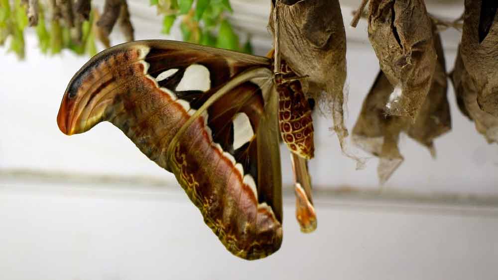 পাখিদের শিকার হওয়া থেকে বাঁচতে বিবর্তনের হাত ধরে স্নেকহেডের ডানা এই বিশেষ রূপ নিয়েছে বলে জীববিজ্ঞানীদের মত।