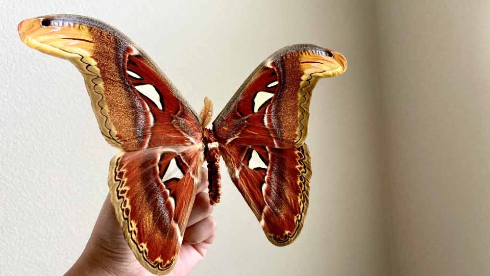 কেন জন্মের ঠিক পাঁচ থেকে সাত দিনের মাথায় মারা যায় এই প্রজাপতি? কারণ এই প্রজাপতির কোনও মুখ নেই। আর সেই কারণে না খেতে পেয়ে জন্মের কিছু দিনের মধ্যে অ্যাটাকাস অ্যাটলাস মারা যায়।