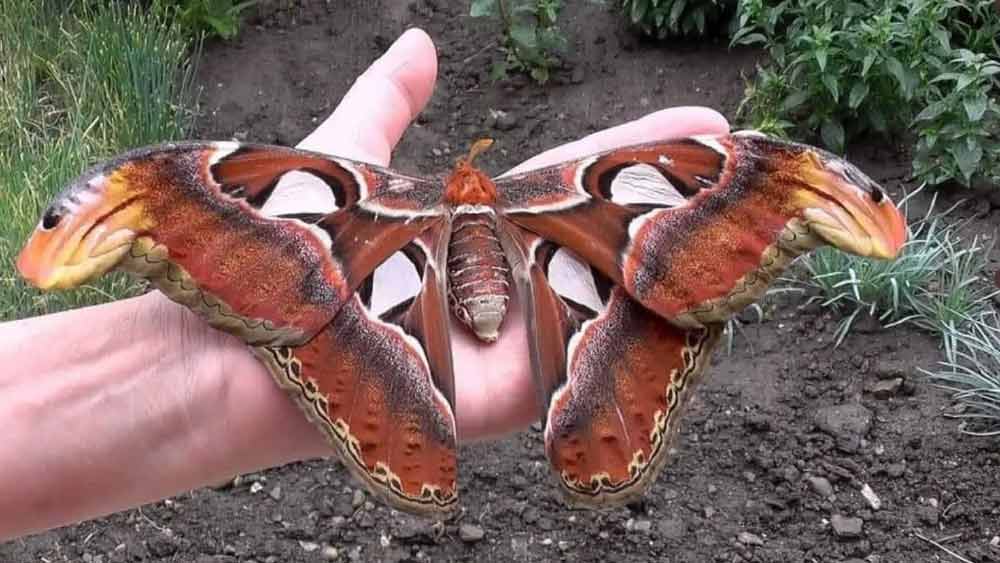 শুধু মাত্র লার্ভা অবস্থায় থাকাকালীনই এই প্রজাপতি খাদ্যগ্রহণ করতে পারে। এর পর লার্ভা পূর্ণাঙ্গ প্রজাপতিতে পরিণত হলে এর মুখগহ্বর লোপ পায়।