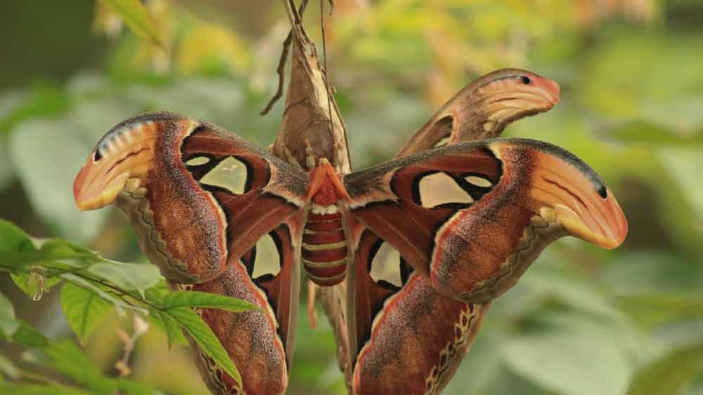 জন্মের পর এই প্রজাপতির একমাত্র কাজ হয় জনন প্রক্রিয়ায় অংশ নেওয়া। তবে যে হেতু জন্মের পাঁচ-সাত দিনের মধ্যে অ্যাটাকাস অ্যাটলাস মারা যায়, তাই পূর্ণাঙ্গ প্রজাপতিতে পরিণত হওয়ার পর পরই এই প্রজাপতি যৌনসঙ্গম শুরু করে।