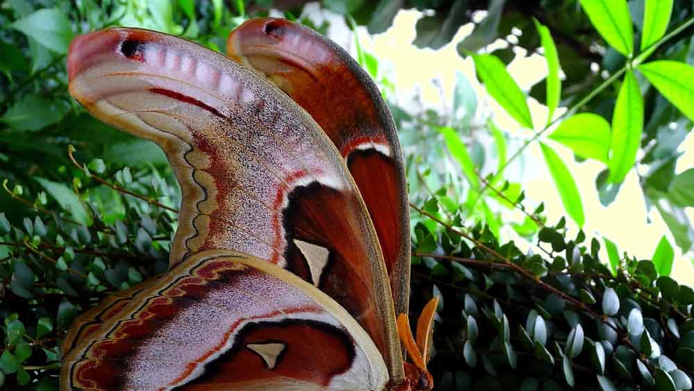 ডানার তুলনায় এদের শরীর আকারে বেশ ছোট। এই বিশেষ প্রজাপতির ডানার বিস্তৃতি প্রায় ২৪ সেন্টিমিটার।