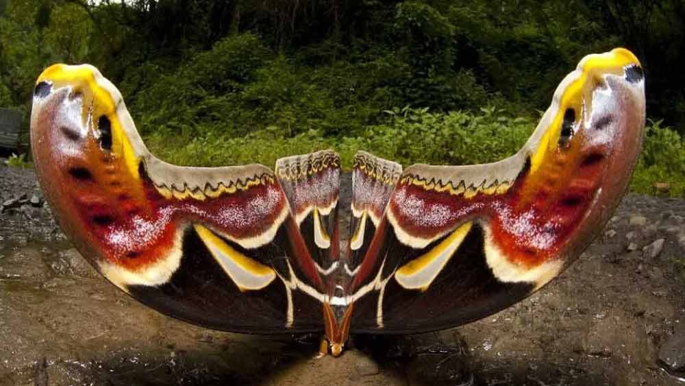 মধ্য ও দক্ষিণ আমেরিকার বিভিন্ন অঞ্চলে বাস করা সম্রাট প্রজাপতি (থাইসানিয়া এগ্রিপিনা)-র ডানার থেকেও অ্যাটাকাস অ্যাটলাসের ডানা আকারে বড়।