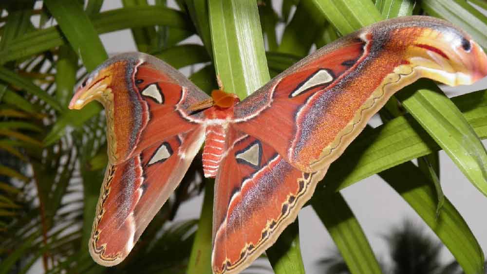 অ্যাটাকাস অ্যাটলাসের ডানার উপরের অংশটি মূলত লালচে বাদামি রঙের। তবে এই ডানায় একাধিক কালো, সাদা, গোলাপী এবং বেগুনি রঙের রেখা দেখতে পাওয়া যায়। তবে ডানার নীচের অংশ ফ্যাকাশে।