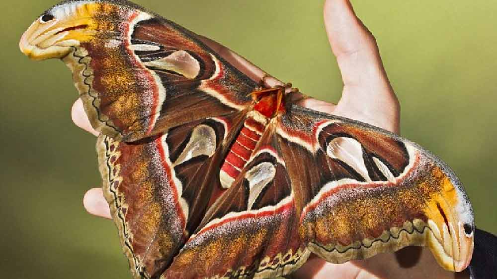 পূর্ণাঙ্গ প্রজাপতিতে পরিণত হওয়ার পর অ্যাটাকাস অ্যাটলাস আর খেতে পারে না। লার্ভা অবস্থায় তারা অতিরিক্ত চর্বি সঞ্চয় করে রাখে।