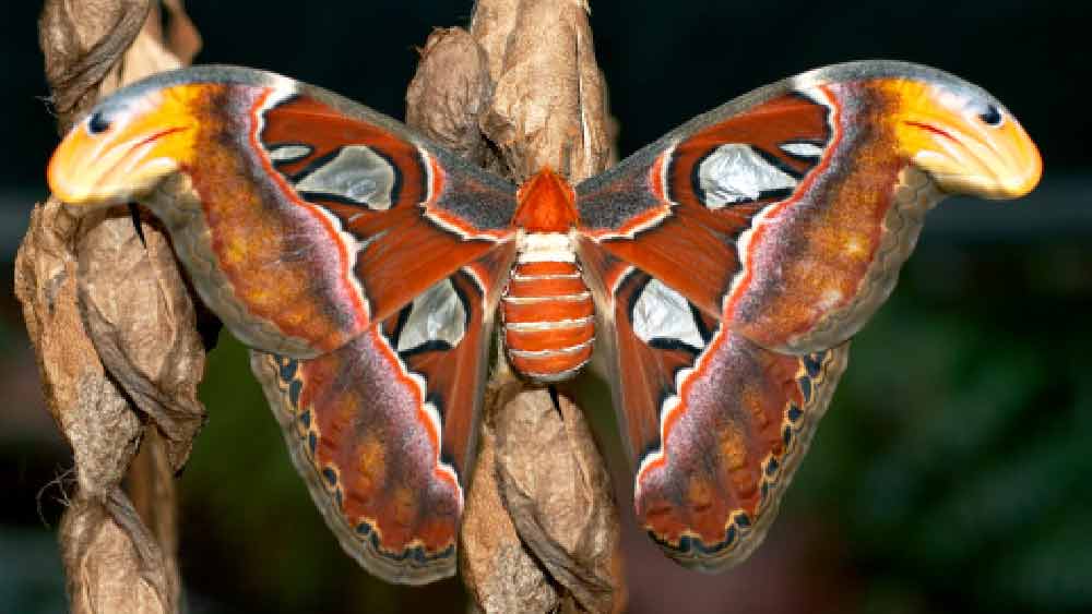প্রজাপতিতে পরিণত হওয়ার পর অ্যাটাকাস অ্যাটলাস যতটা সম্ভব কম ওড়ে। ওড়ার জন্যও যে শক্তির প্রয়োজন, সেই শক্তি তারা সঞ্চয় করে রাখে।