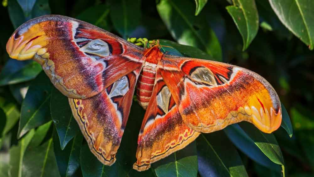 এমনিতেই অ্যাটাকাস অ্যাটলাসের আয়ু খুব কম। তার উপর শরীরের তুলনায় ডানার আকার বড় হওয়ায় এরা খুব অল্প উড়েই হাঁপিয়ে যায়। তাই এরা দিনের বেলায় বিশ্রাম নেয় এবং শুধুমাত্র রাতের বেলায় প্রয়োজন পড়লে উড়ে যায়।