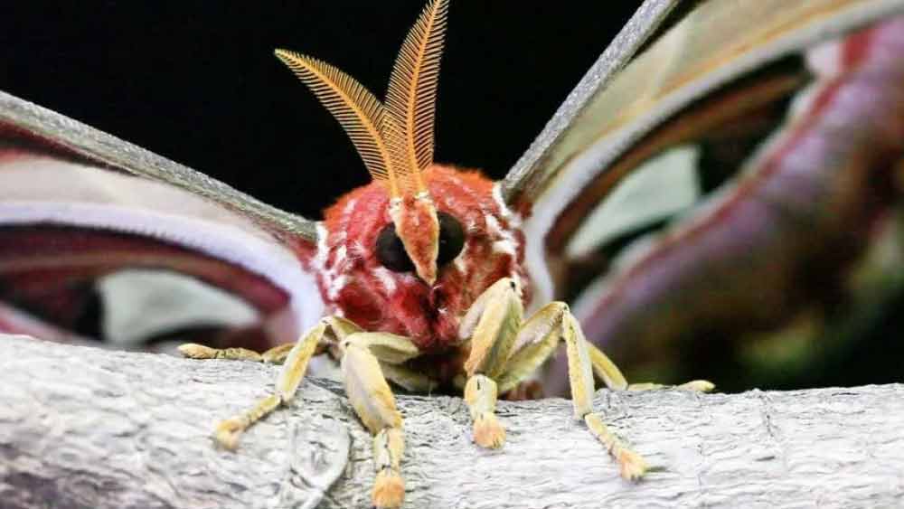 অ্যাটাকাস অ্যাটলাস এক বিশেষ ধরনের রেশম তৈরি করে যা গাঢ় রঙের এবং উলের মতো হয়। পাশাপাশি এই রেশম বেশ টেকসই হওয়ায় বেশ কিছু জায়গায় এই রেশমের বেশ জনপ্রিয়তা রয়েছে।