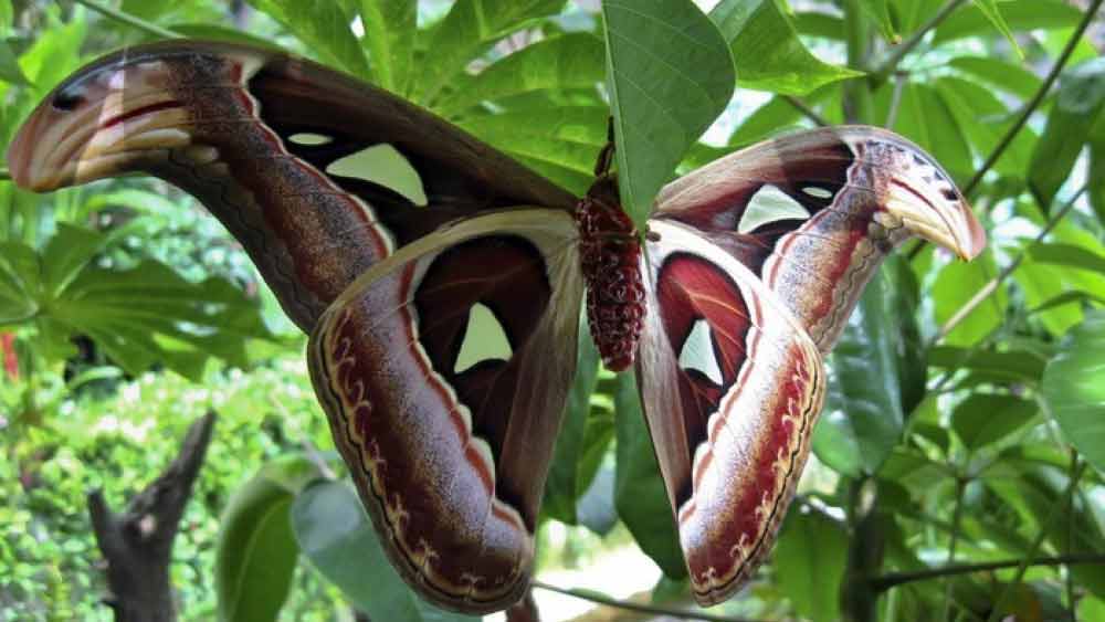 তবে এই রেশম আকারে ছোট হওয়ায় বাণিজ্যিক ভাবে এর ব্যবহার প্রায় হয় না বললেই চলে।