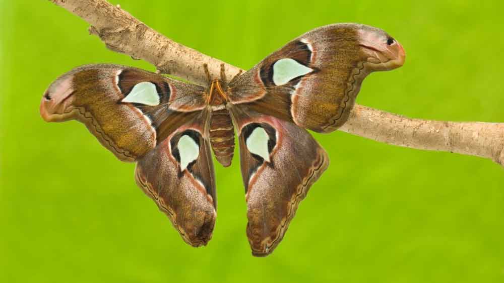 অ্যাটাকাস অ্যাটলাস হেটেরোসেরা প্রজাতির পতঙ্গ। অ্যাটাকাস অ্যাটলাসকে কখনও কখনও মথ বলে ভুল করা হয়। মথেরা প্রধানত নিজেদের লার্ভায় খাবার সঞ্চয় করে রাখে।