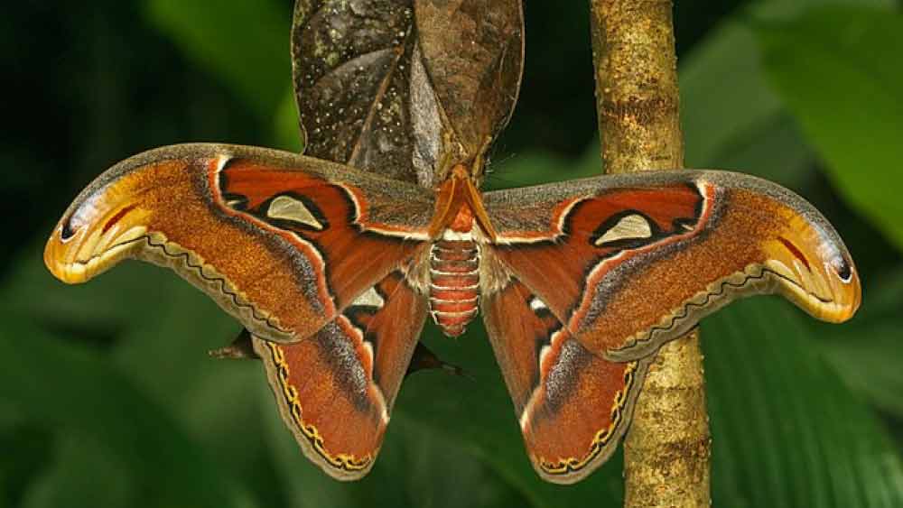 অ্যাটাকাস লার্ভা মূলত সাইট্রাস, দারুচিনি, পেয়ারা এবং চিরহরিৎ পাতা খেয়ে বেঁচে থাকে।