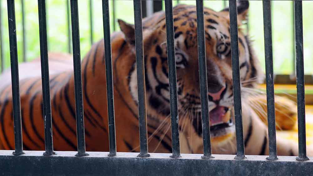 উত্তরবঙ্গের খয়েরবাড়ির ব্যাঘ্র পুনর্বাসন কেন্দ্রে রাজা।