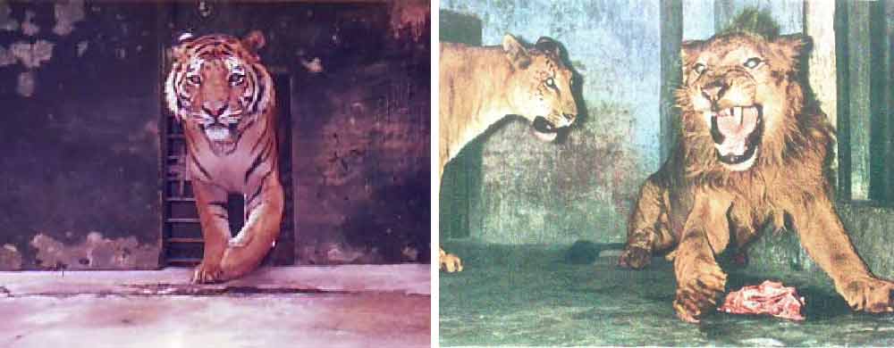 বাঁ দিকে, কোহিমা চিড়িয়াখানায় বাঘ জেরি। ডান দিকে, আলিপুর চিড়িয়াখানায় বাঘ ও সিংহের সংকর রুদ্রাণী এবং সিংহ দেবব্রত। 